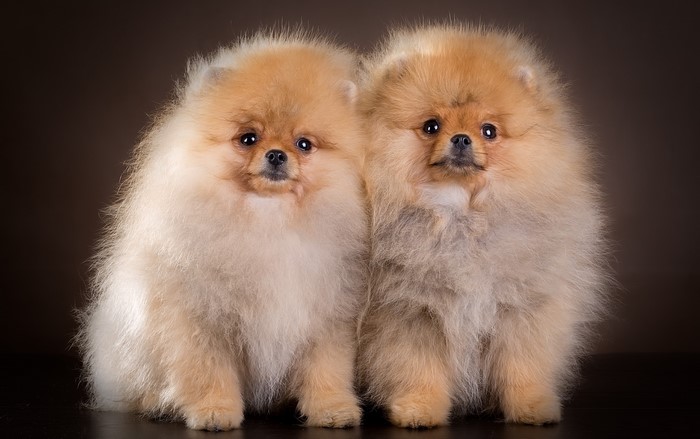 Two fluffy Pomeranian dogs