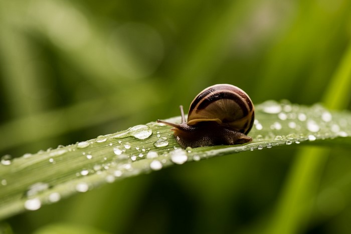 Snail on a blade of grass with water droplets