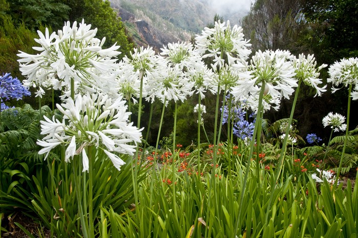 4K White Agapanthus Flowers in a Park