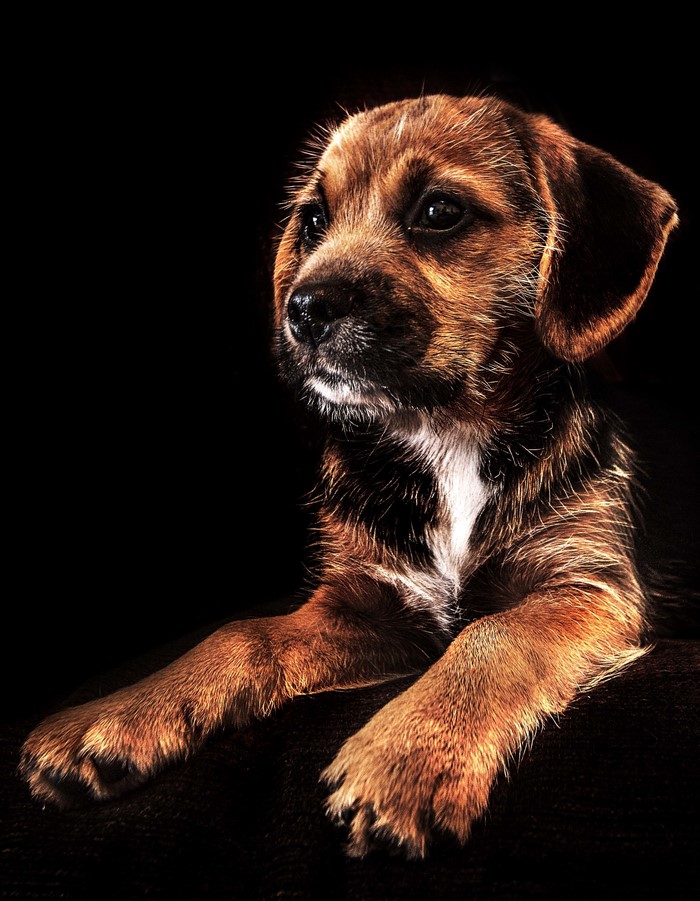Puppy with brown fur on black background