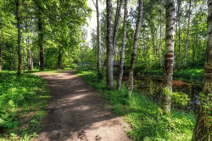 Trail through Nevsky Forest Park, St. Petersburg, Russia