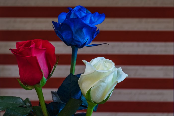 Red, White, and Blue Roses on American Flag Background
