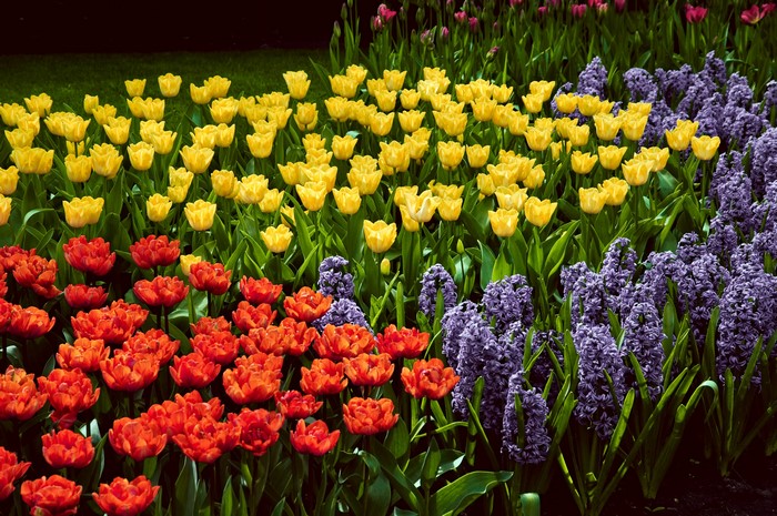 Field of Tulips and Hyacinths