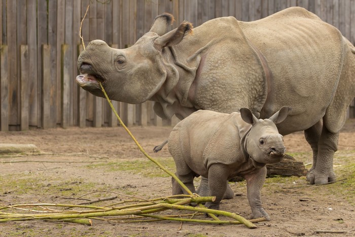Two Rhinos, Mother and Calf, Eating Branches