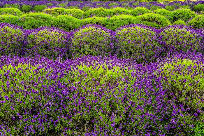 Lavender field with rows of purple flowers