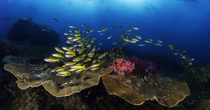 Underwater world with fish and corals