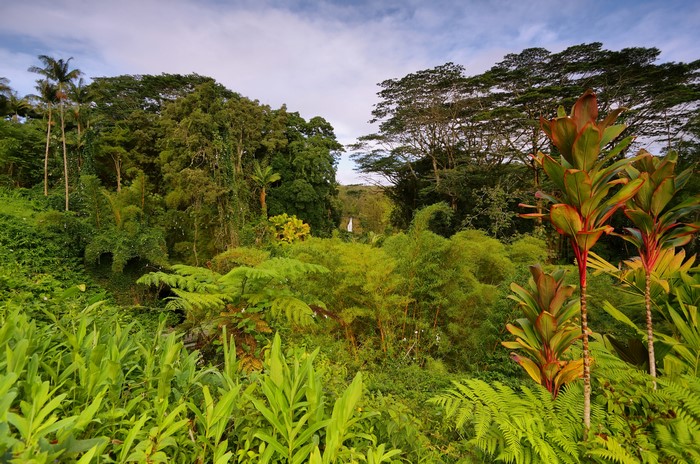 Tropical forest in Hawaii, USA