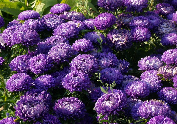 Purple Asters in a Garden