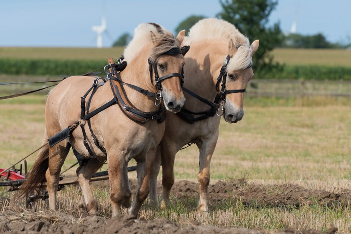 Two Norwegian Fjord Horses Plowing a Field
