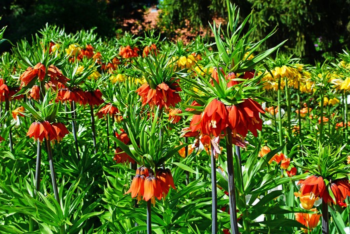 Field of Crown Imperial Fritillaria Flowers