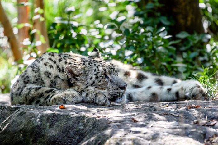 Snow leopard resting on a rock