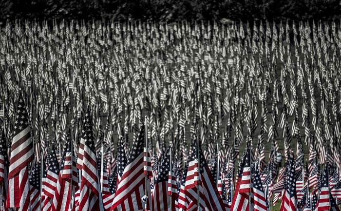 Many American flags displayed outdoors