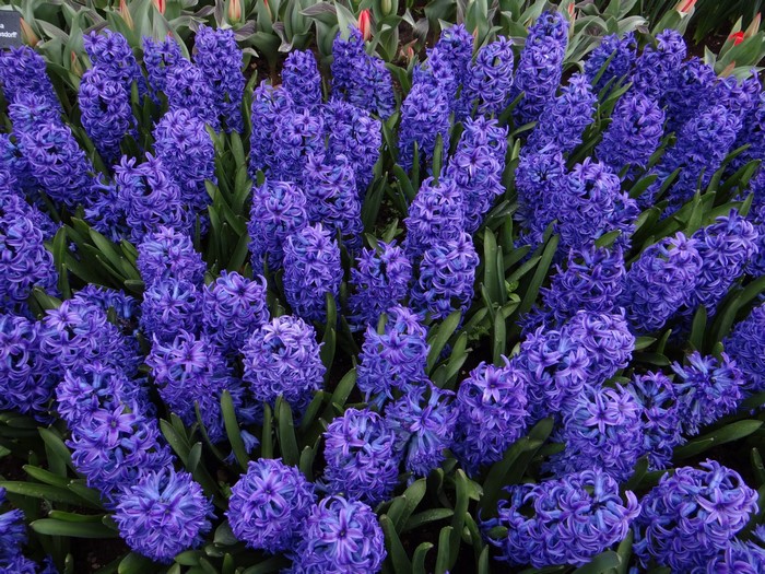 A field of vibrant purple hyacinths in bloom