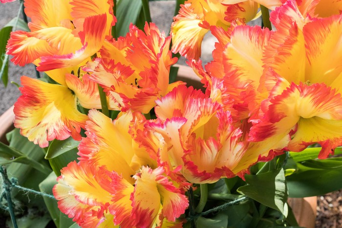 Close-up of ruffled parrot tulips with yellow and red petals