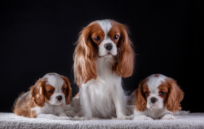 Three King Charles Spaniel Dogs