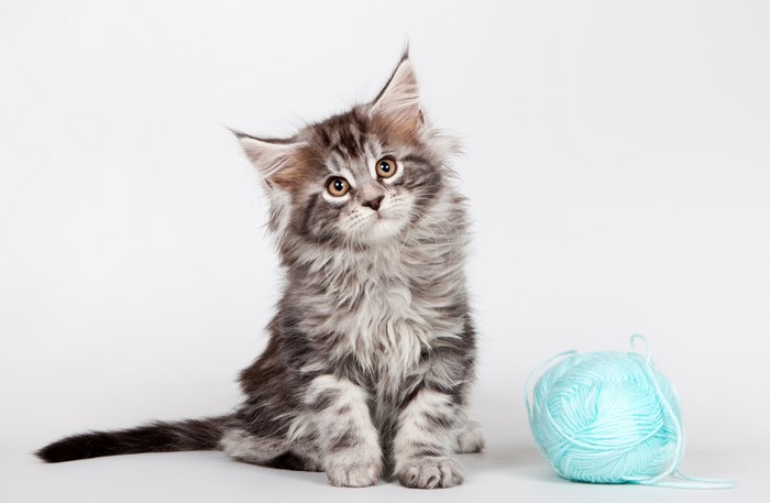 Maine Coon kitten with a ball of yarn