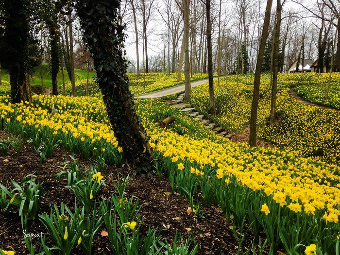A park filled with yellow daffodils in spring