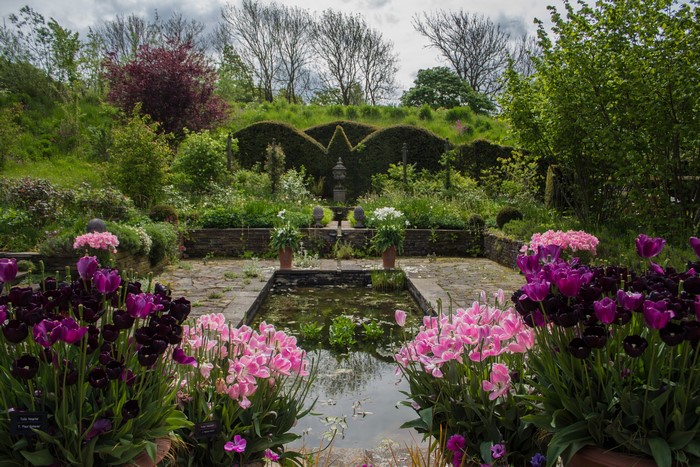 Garden with tulips and a pond at Harlow Carr, United Kingdom