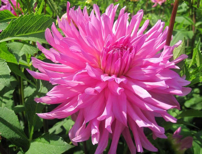 Close-up of a pink dahlia flower