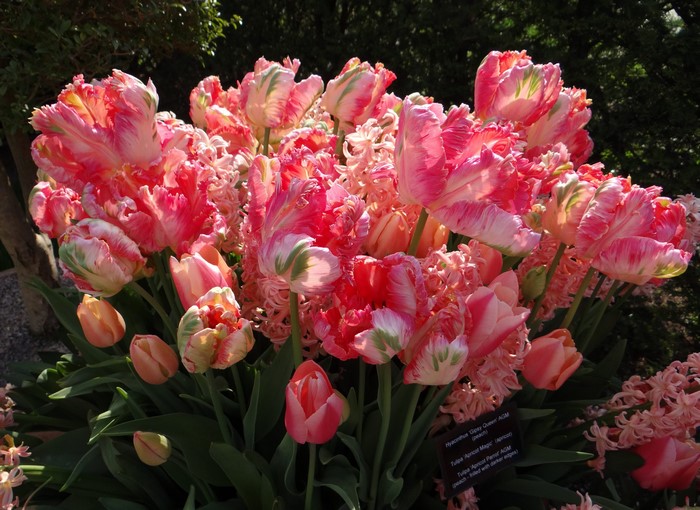 Pink Parrot Tulips and Hyacinths