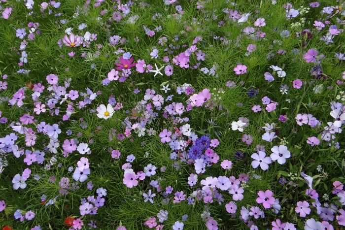 Field of Cosmos flowers and green grass