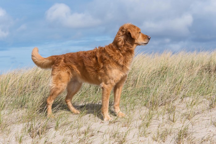 Golden Retriever dog standing on sand dunes