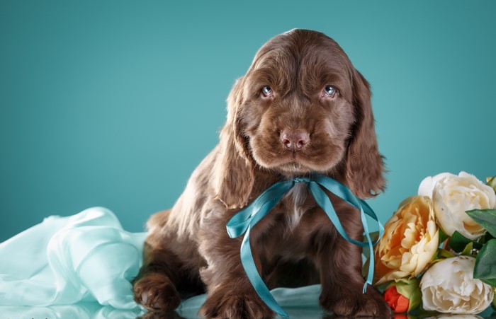 Brown Cocker Spaniel puppy with blue ribbon and flowers