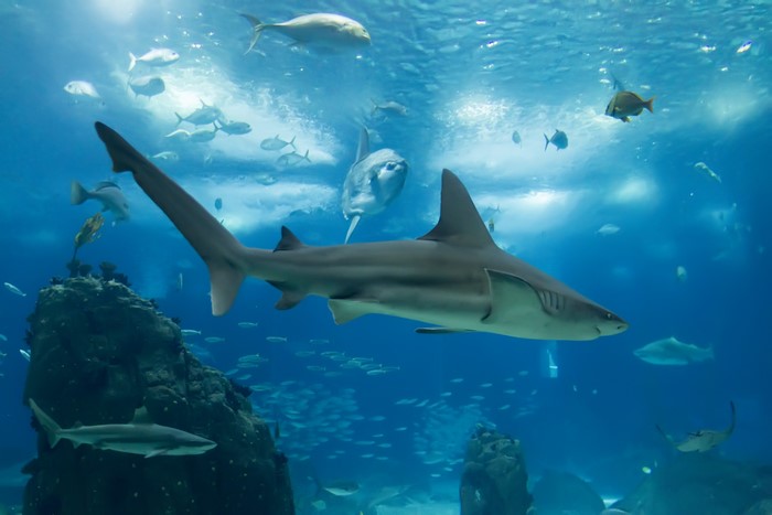 Underwater world with sharks and fish