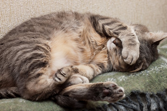 Cat sleeping on a blanket