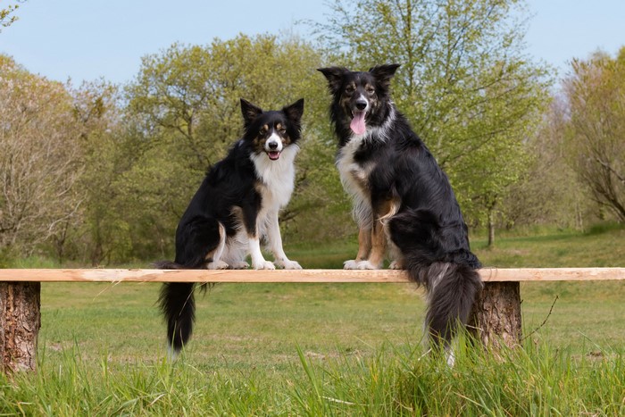 Two Border Collies Sitting on a Bench