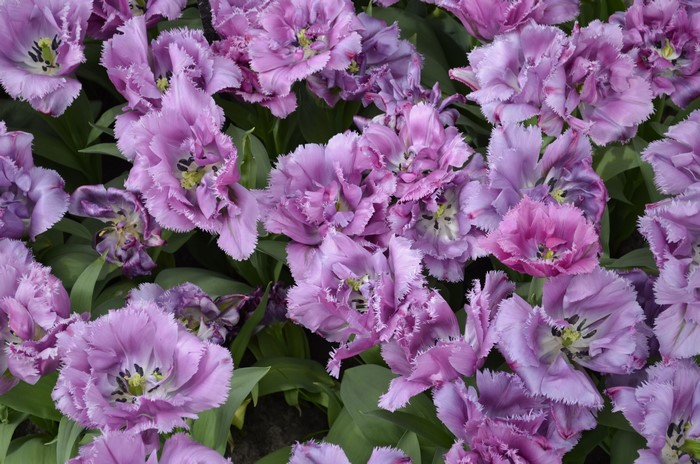 4K Violet Fringed Tulips Closeup