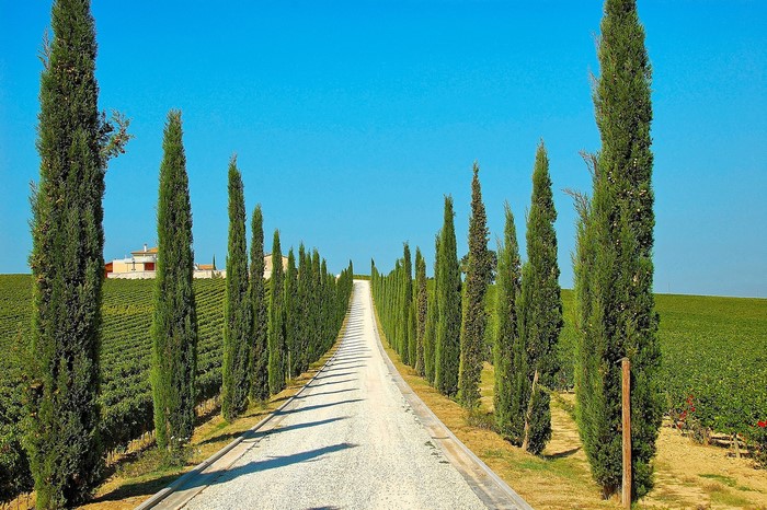 Road lined with cypress trees in Italy