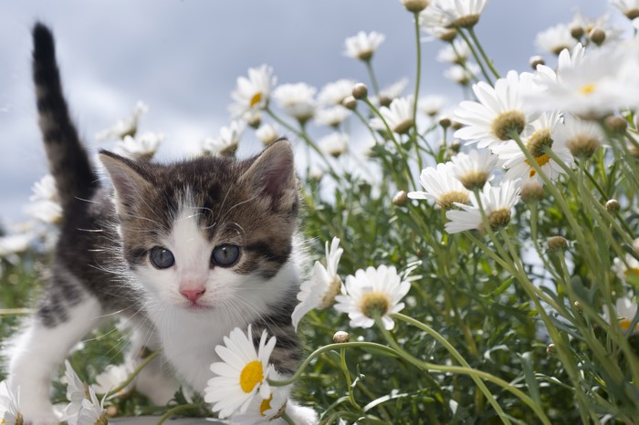 Kitten among camomiles