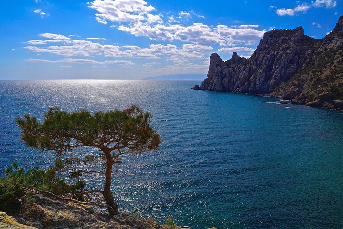Rocky coast with a lone tree overlooking the sea under a cloudy sky