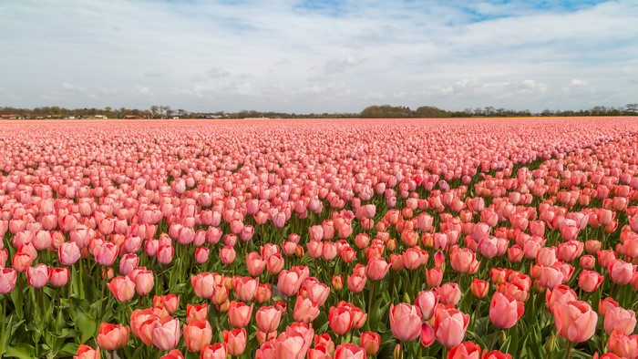 Field of Pink Tulips in the Netherlands