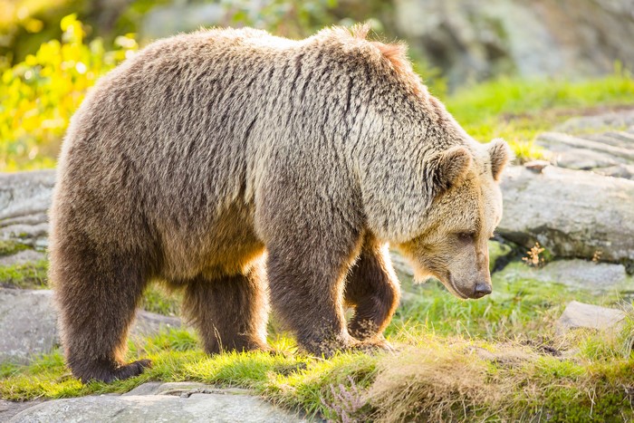 Brown bear walking on grass and rocks