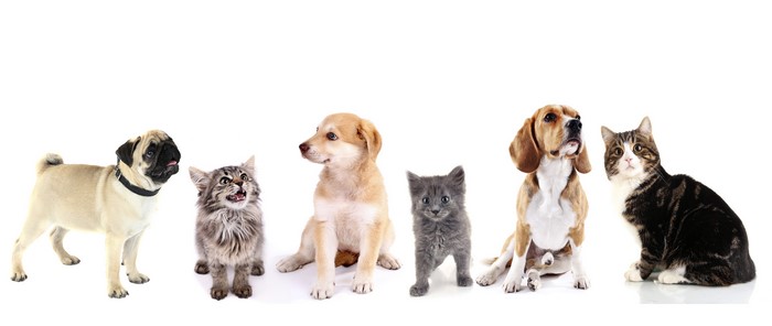 Pug, Kitten, Puppy, Beagle, and Cat on White Background