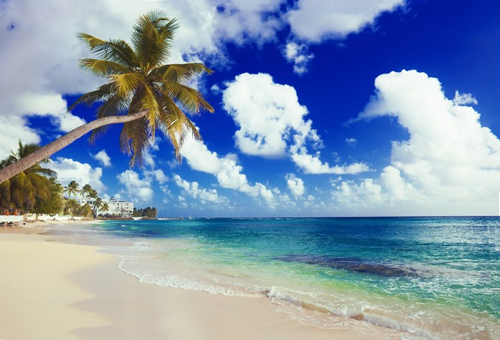 4K Beach with Palm Trees and Ocean