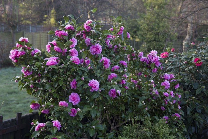 Pink Camellia bush with green leaves
