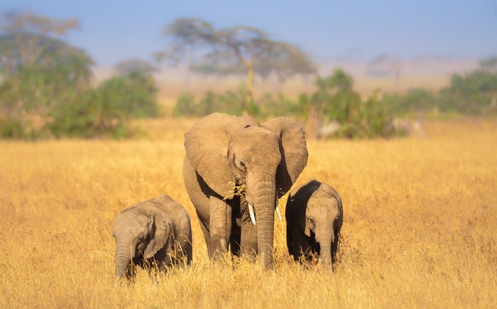 Three elephants in a grassy field