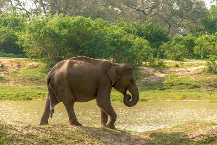 Elephant walking by a watering hole in Yala National Park, Sri Lanka