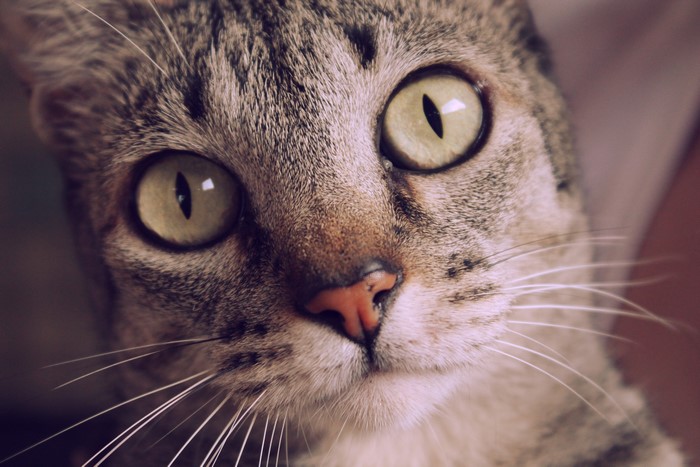 Close-up of a tabby cat's face