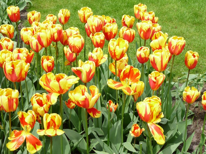 Yellow and red striped tulips in a garden