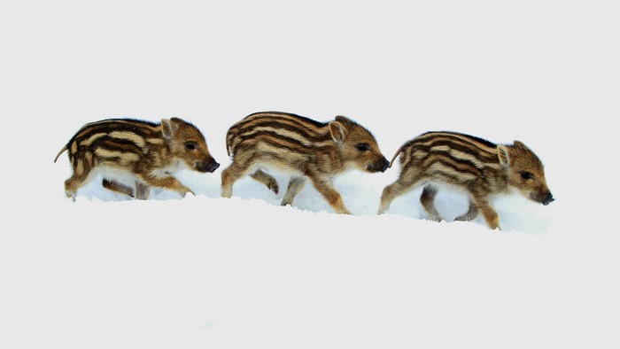 Three wild boar cubs walking in the snow