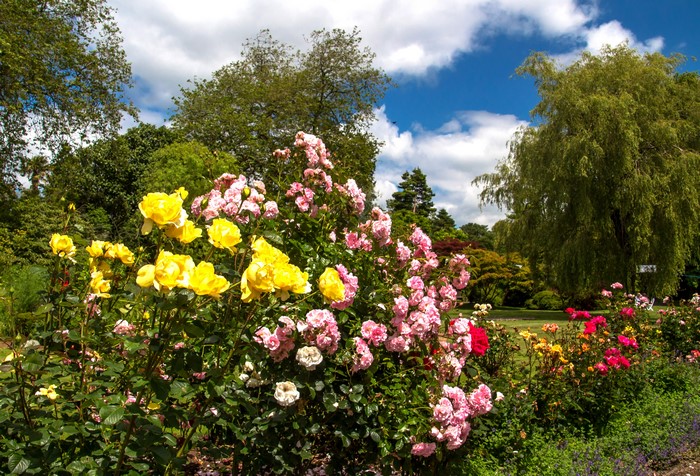 Swansea Botanic Gardens Roses in Bloom