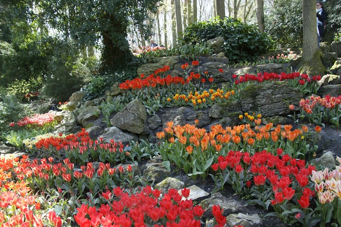 Keukenhof Gardens with Tulips and Rocks, Netherlands