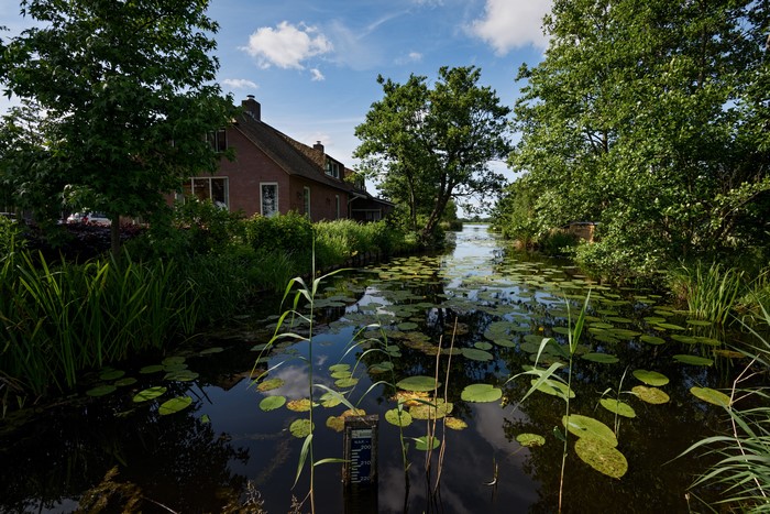 Canal with lily pads and a house in the Netherlands