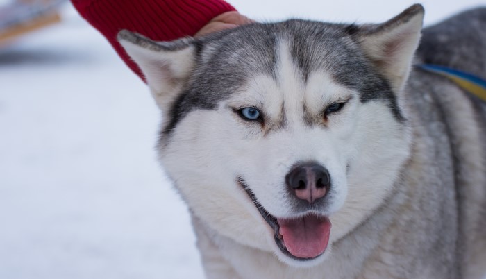 Husky dog with blue eyes in the snow