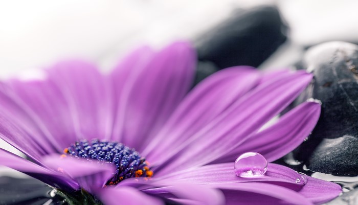 Purple flower with water drop and stones