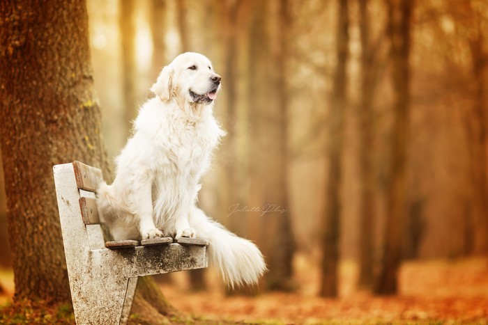 Golden Retriever sitting on a bench in autumn